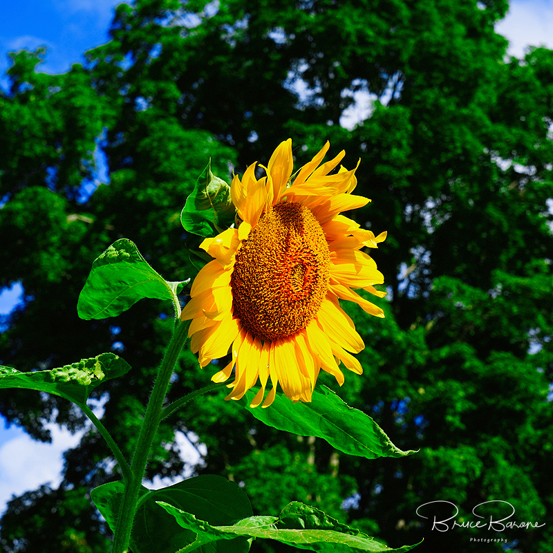 Sunflower2018