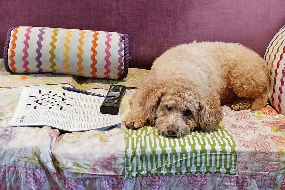 freddy and the nyt crossword puzzle